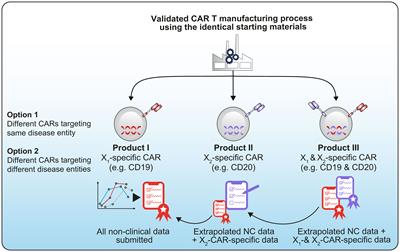 Accelerating development of engineered T cell therapies in the EU: current regulatory framework for studying multiple product versions and T2EVOLVE recommendations